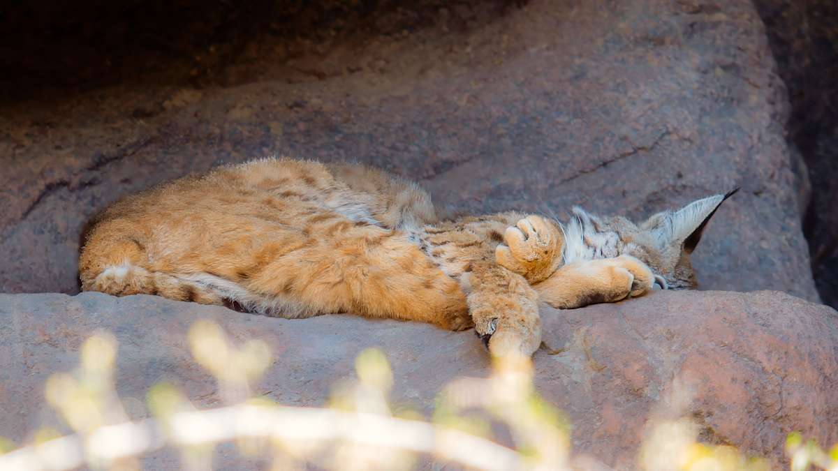 Bobcat by David Whited, Image 1.