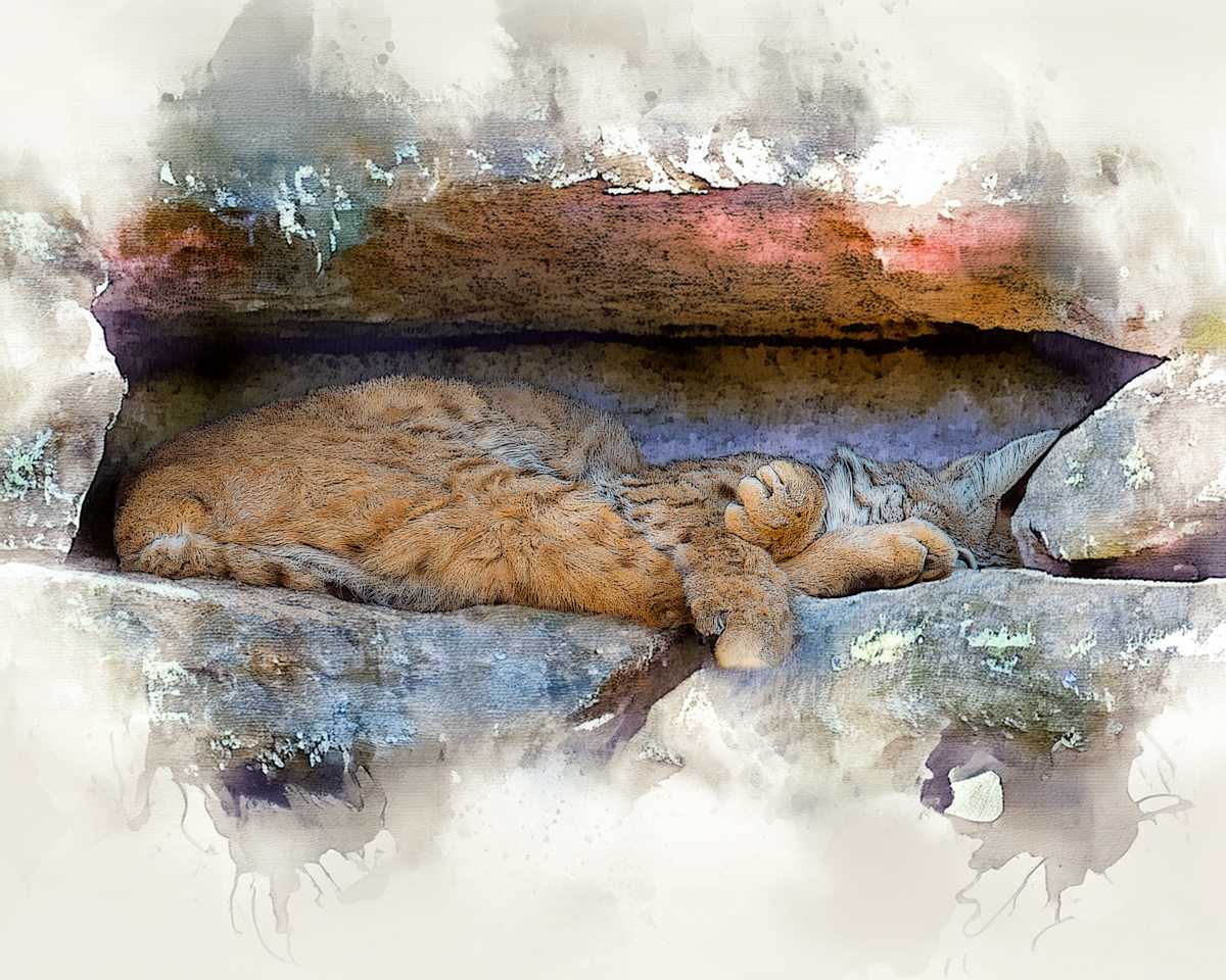 Bobcat in it's Den by David Whited, Image 1.