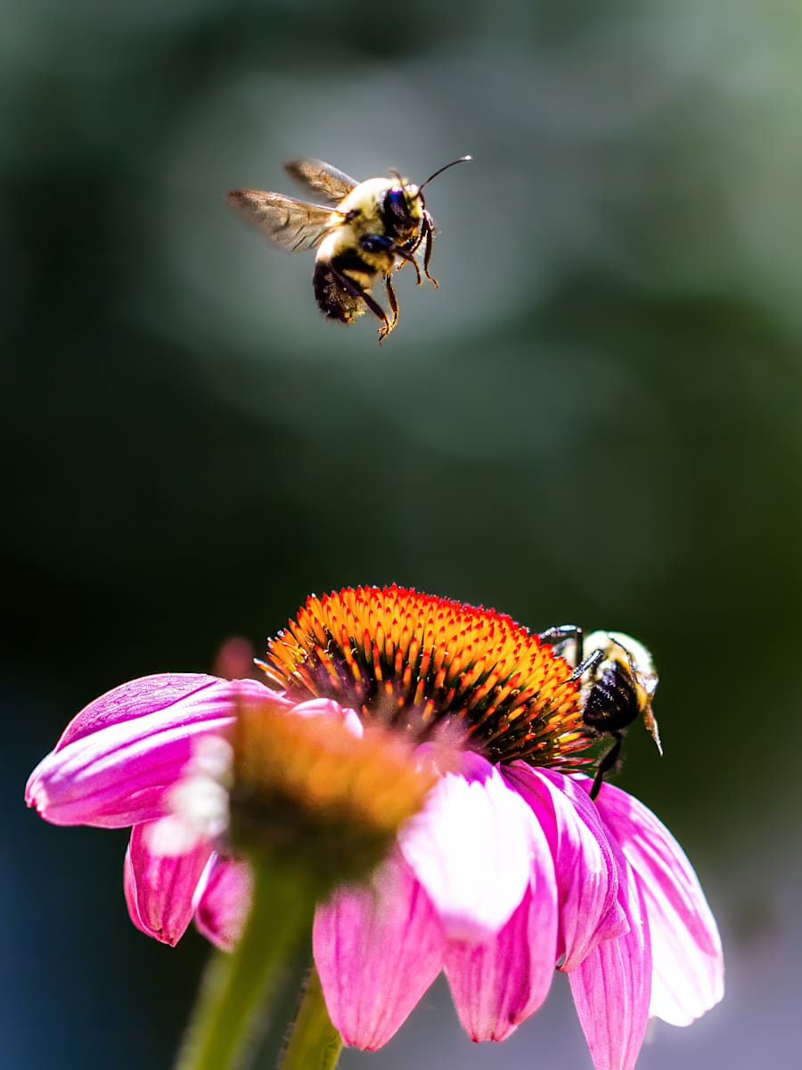 Bumble bee on a coneflower by David Whited, Image 1.