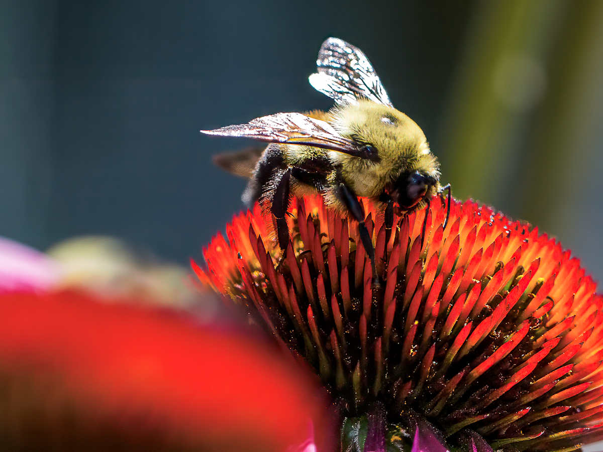 Bumblebee on a coneflower by David Whited  Image: Bumblebee on a coneflower