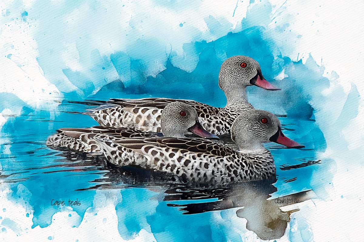 Cape Teal by David Whited  Image: Cape Teal