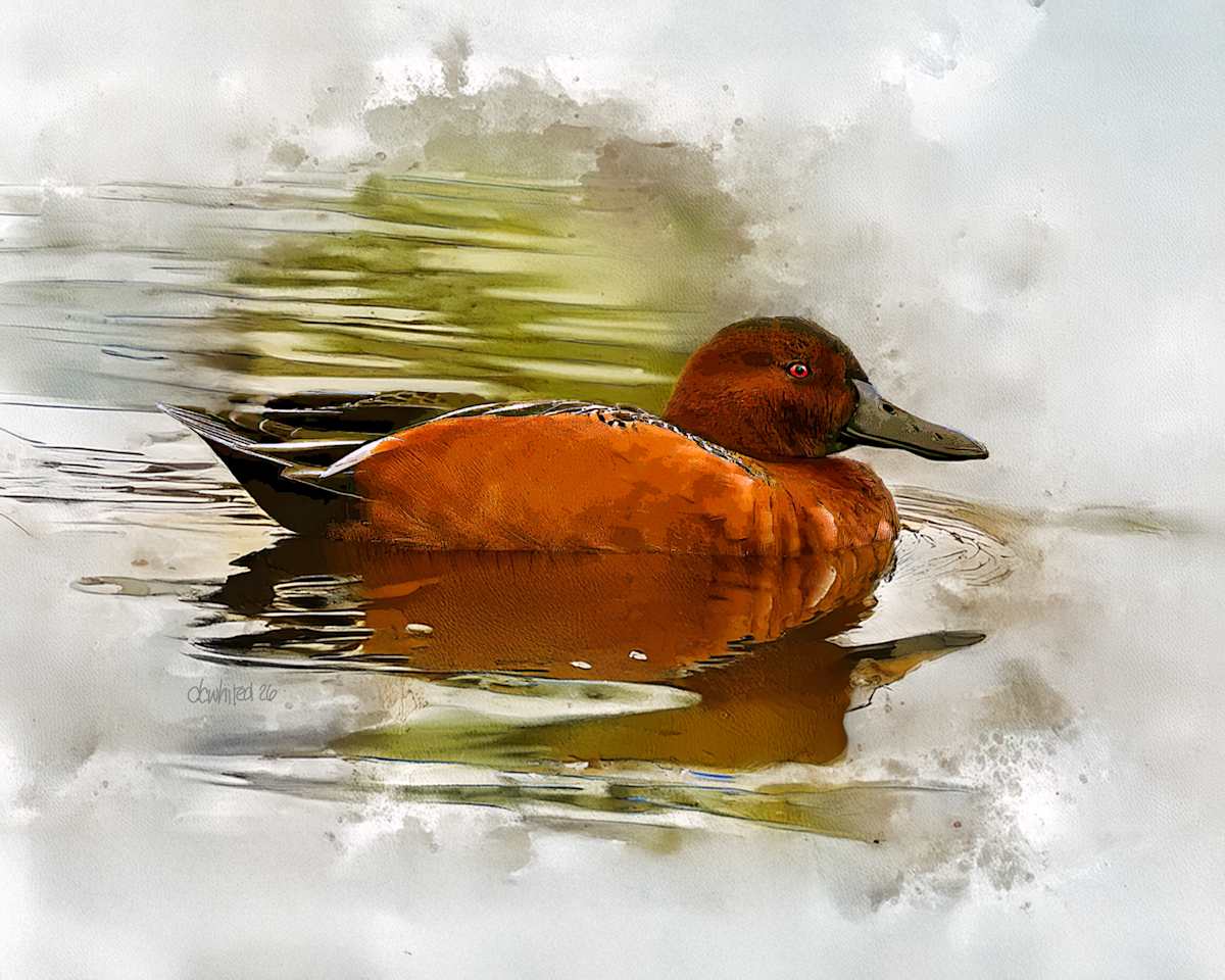 Cinnamon Teal by David Whited, Image 1.