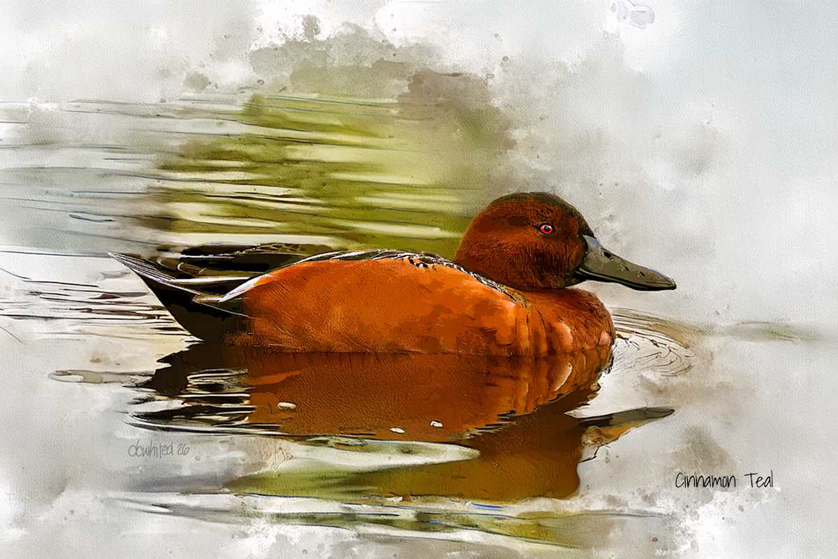 Cinnamon Teal by David Whited  Image: Cinnamon Teal
