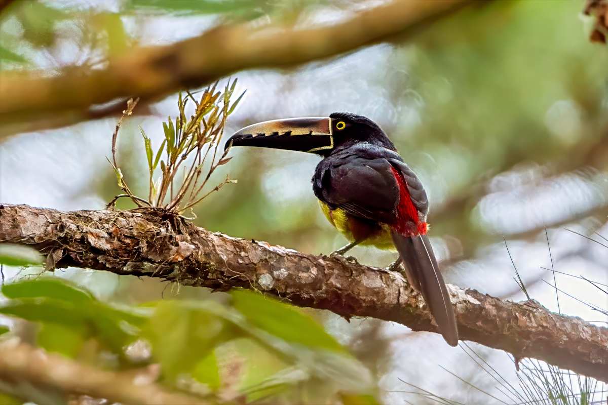 Collared Aracari, Costa Rica by David Whited, Image 1.