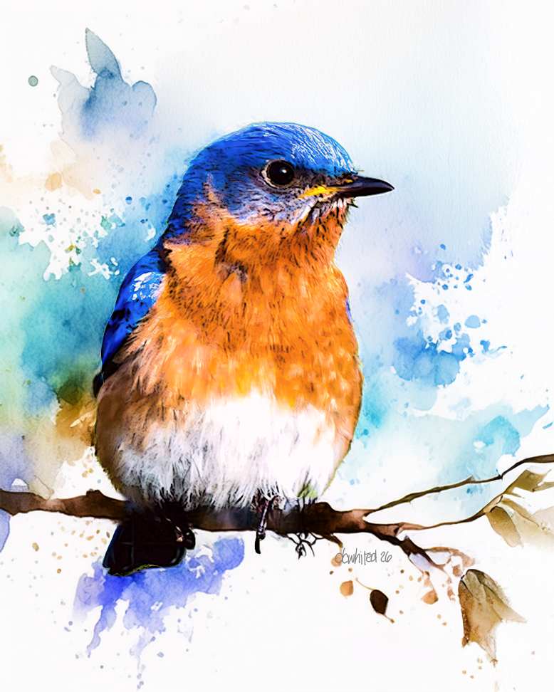 Eastern Bluebird by David Whited, Image 1.