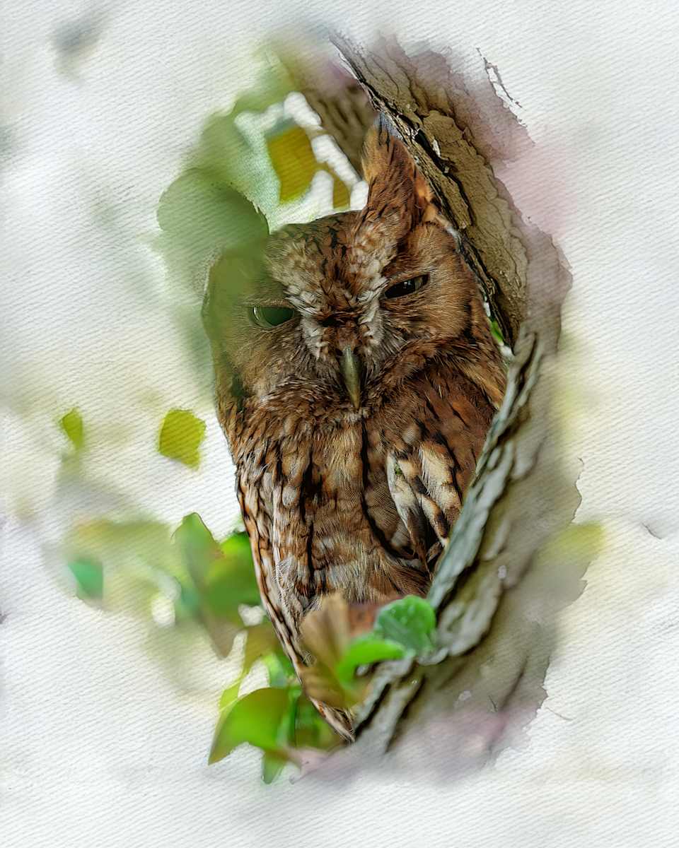 Screech Owl by David Whited, Image 1.