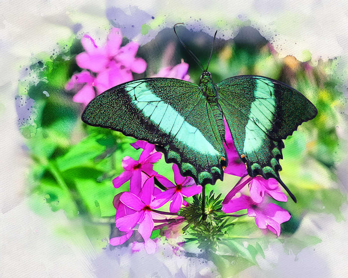 Emerald Swallowtail by David Whited, Image 1.
