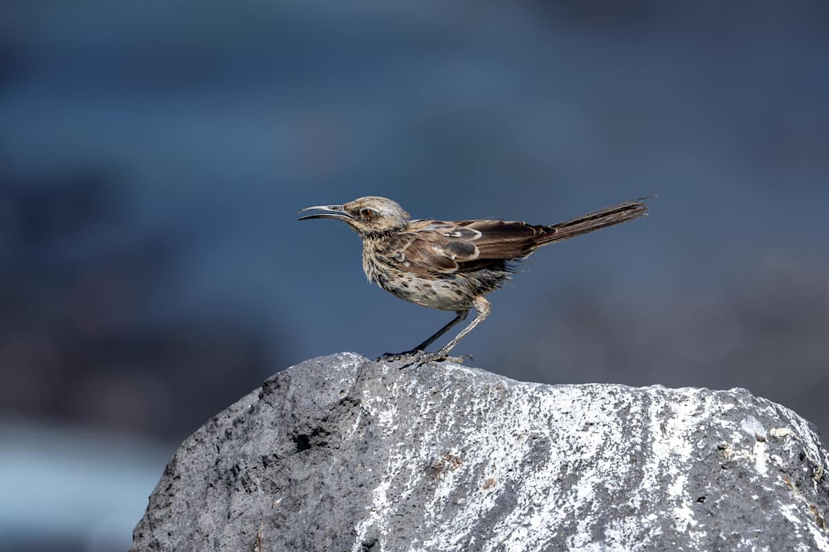 Española Mockingbird, Galapagos by David Whited, Image 1.