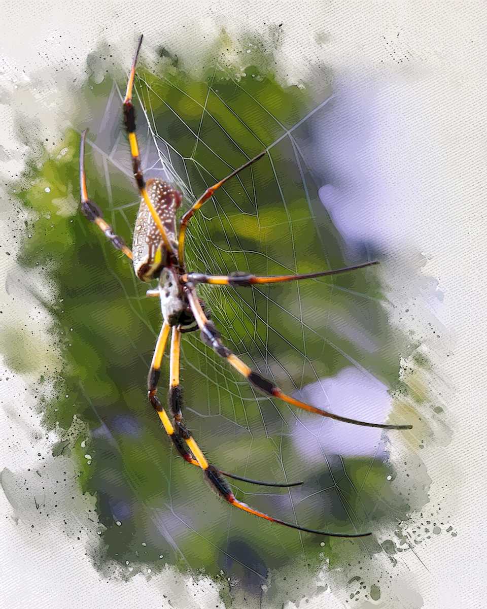 Golden Silk Orb Weaver Spider by David Whited, Image 1.