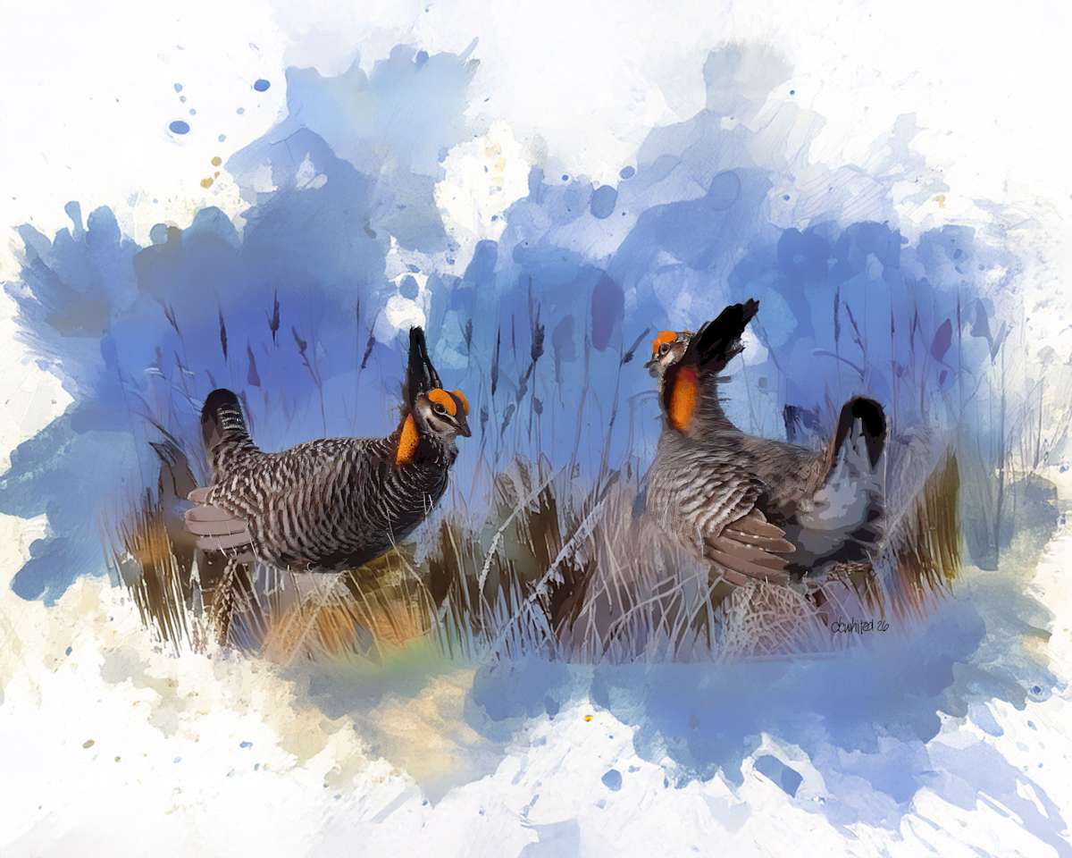 Greater Prairie Chickens, Kansas by David Whited, Image 1.