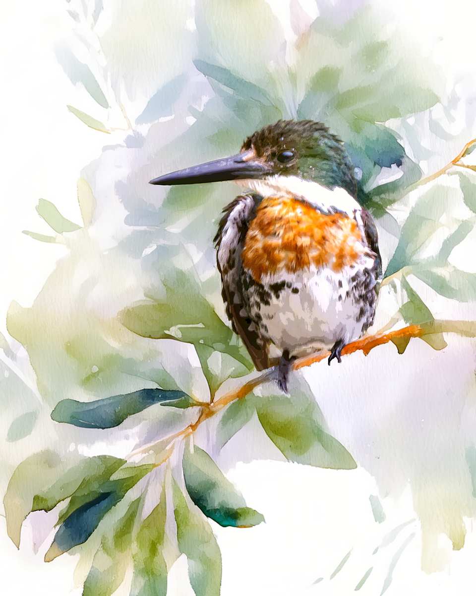 Green Kingfisher by David Whited, Image 1.