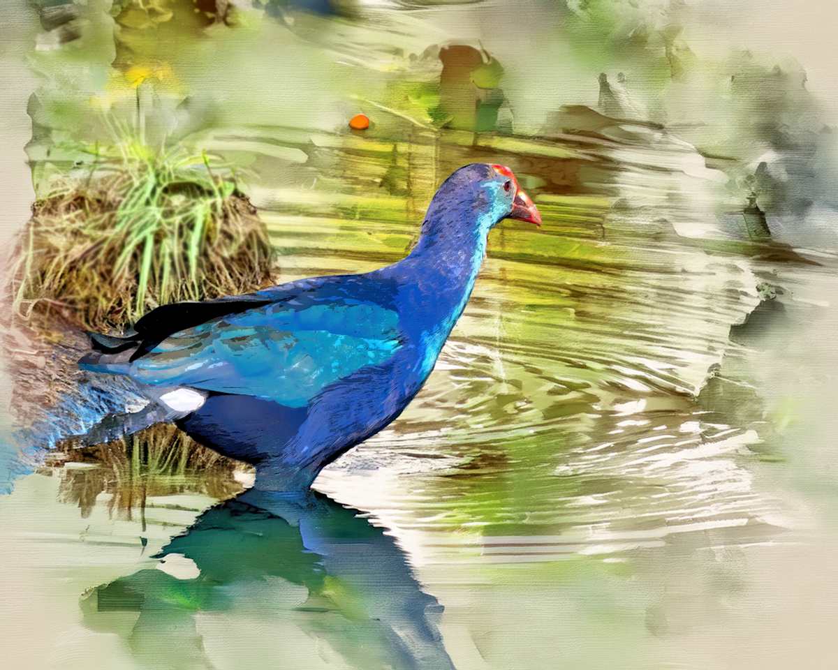 Grey-headed Swamphen by David Whited, Image 1.