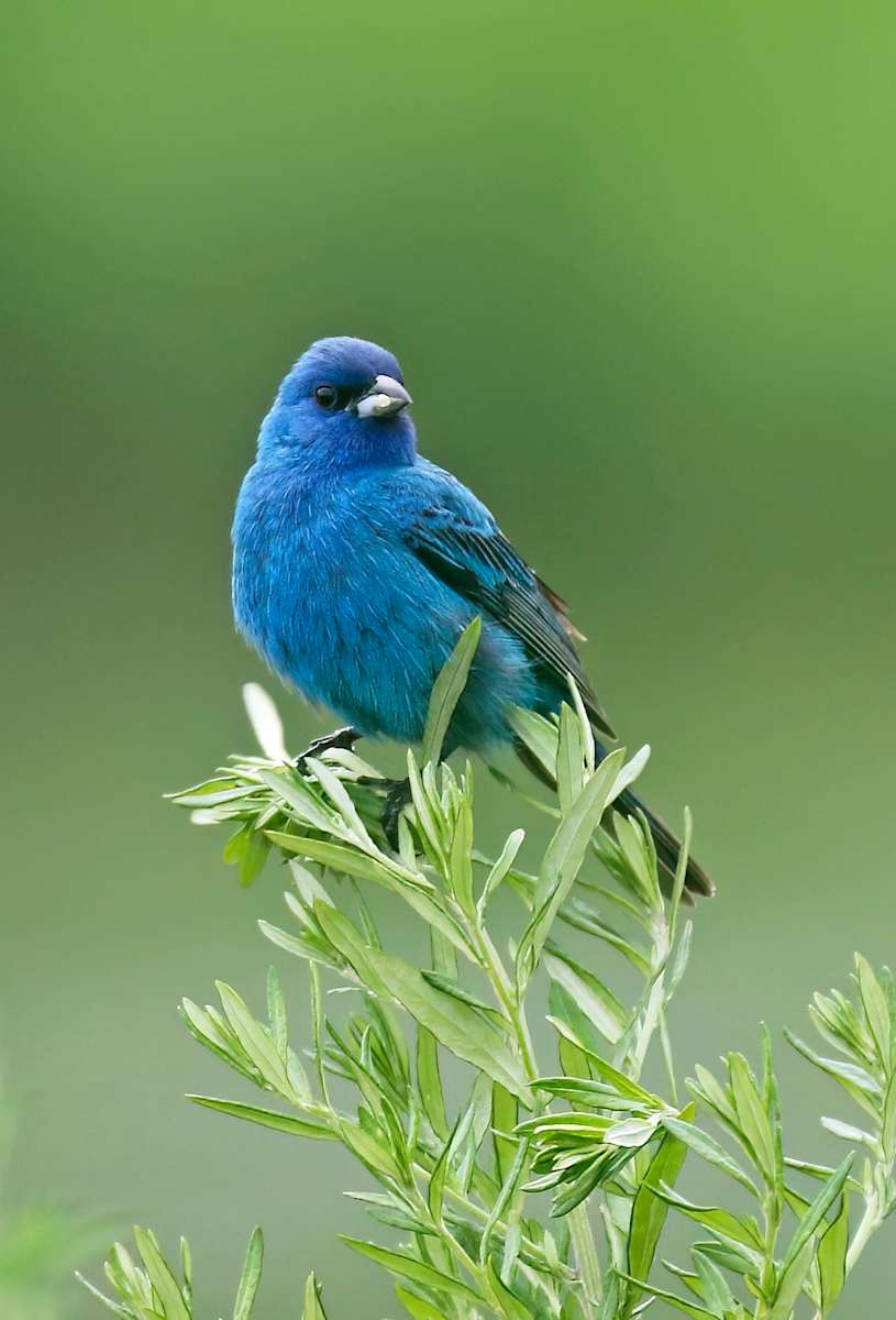 Indigo Bunting,  Springfield Bog, Ohio by David Whited  Image: Indigo Bunting,  Springfield Bog, Ohio