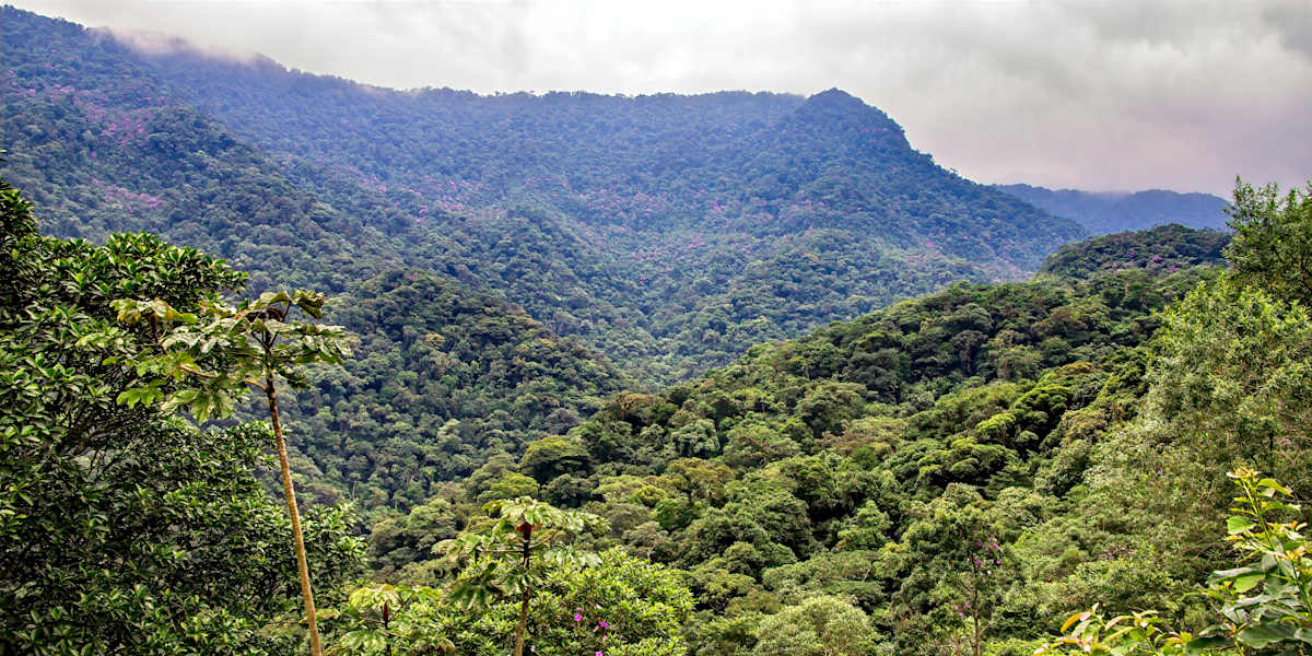 Amazon Jungle, Brazil by David Whited  Image: Amazon Jungle, Brazil