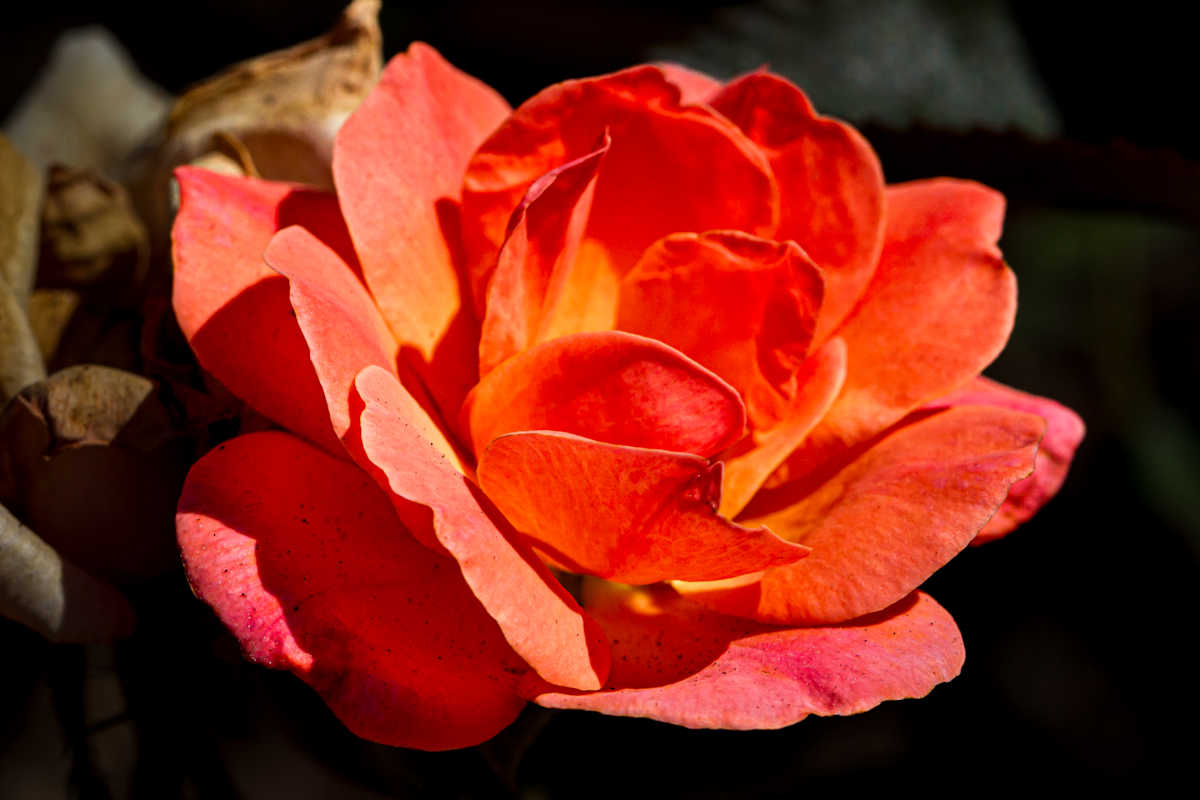 Multi-colored rose in bloom by David Whited  Image: Multi-colored rose in bloom
