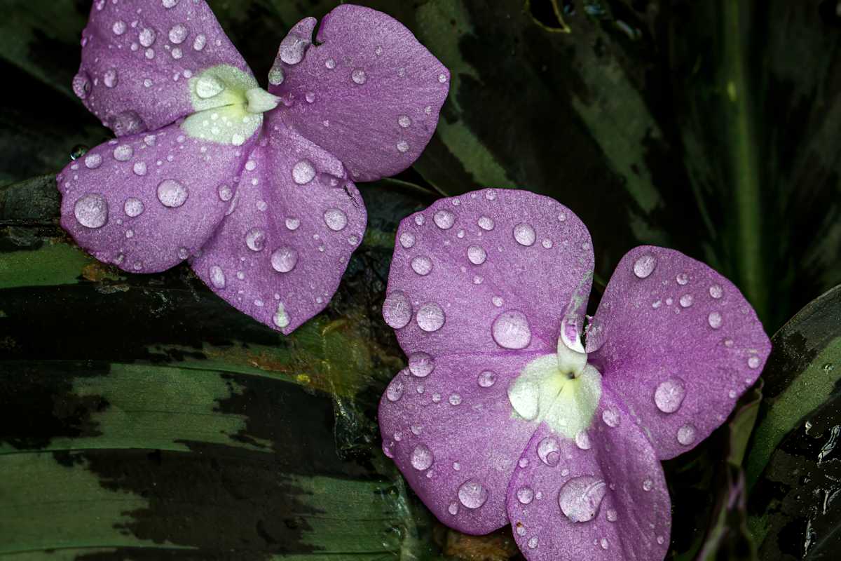 Peacock Ginger by David Whited  Image: Peacock Ginger