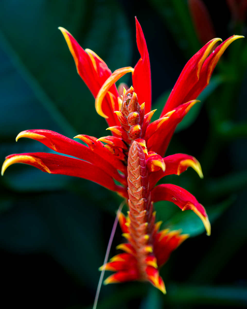 Parakeet Heliconia by David Whited  Image: Parakeet Heliconia