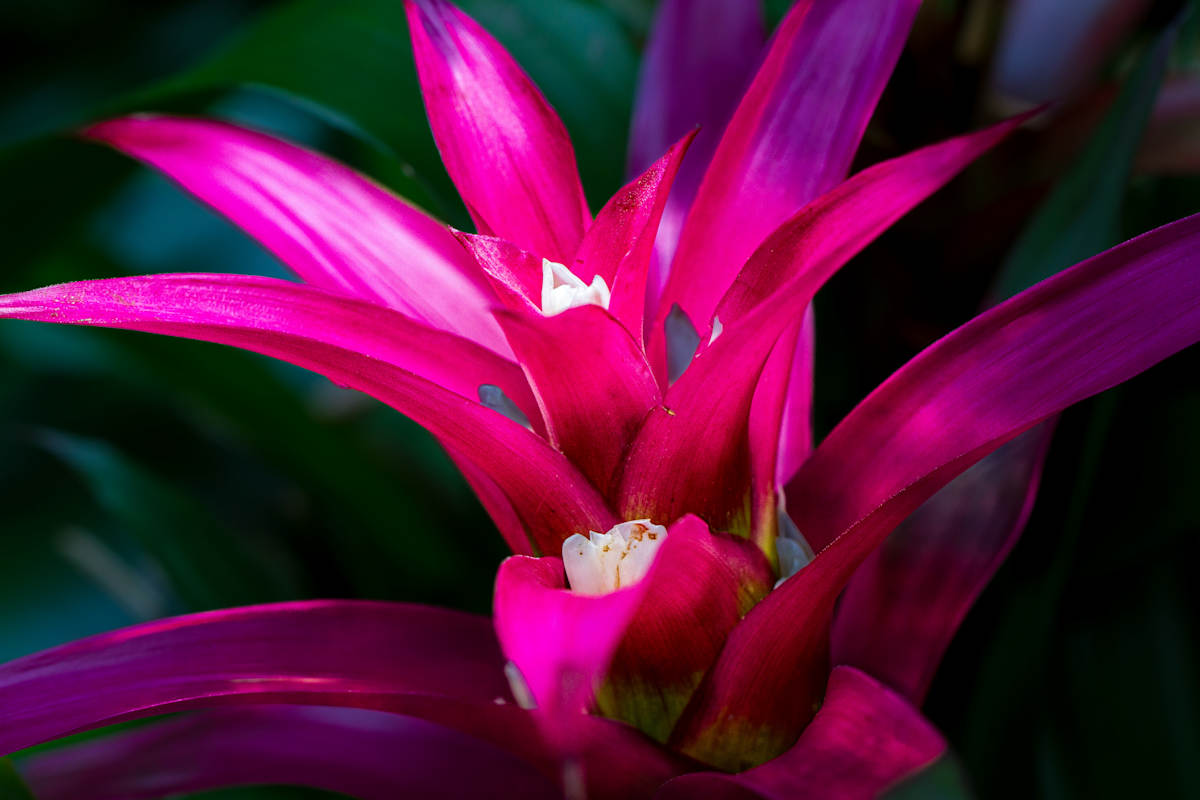 Guzmania bromeliad by David Whited, Image 1.