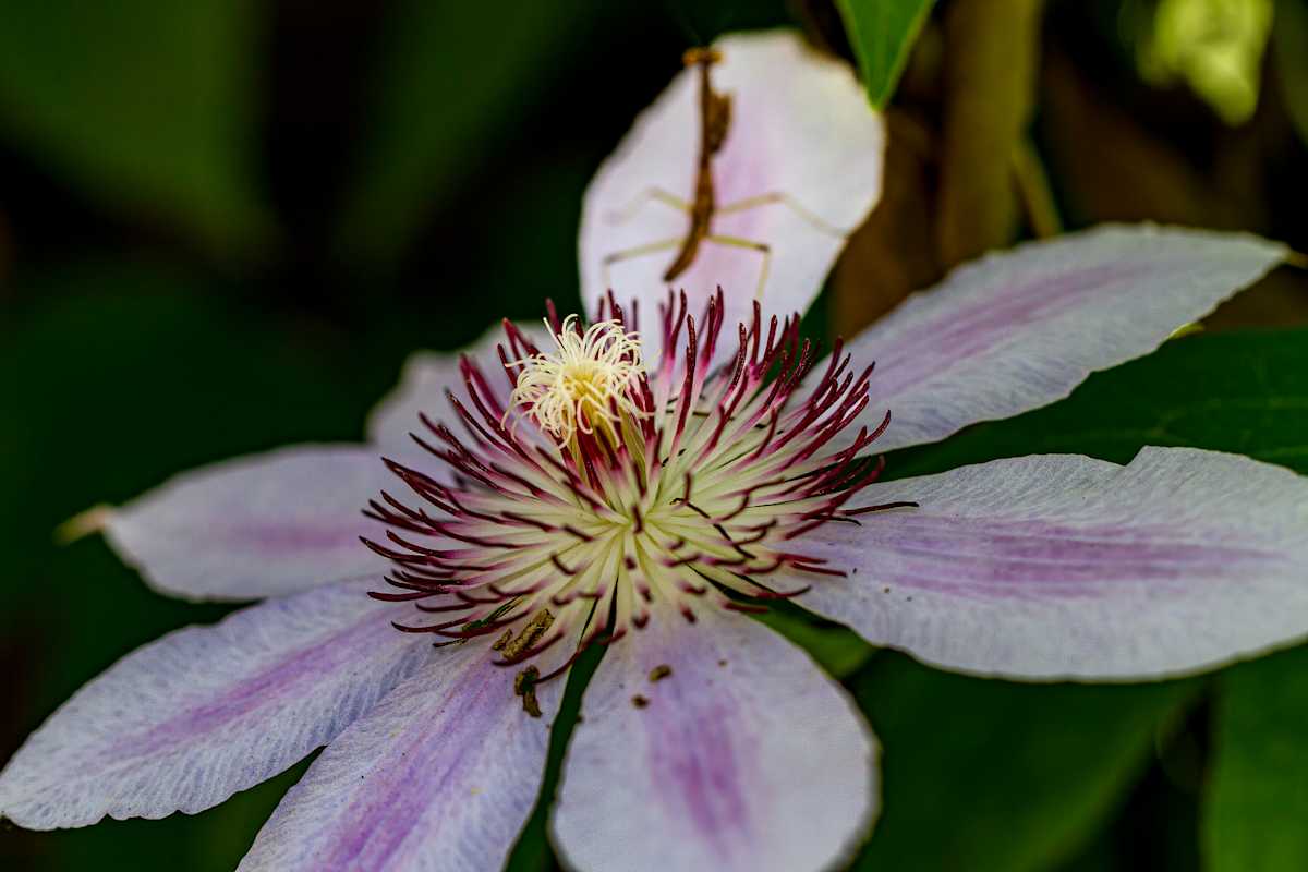 Large-flowered Clematis bloom by David Whited  Image: Large-flowered Clematis bloom