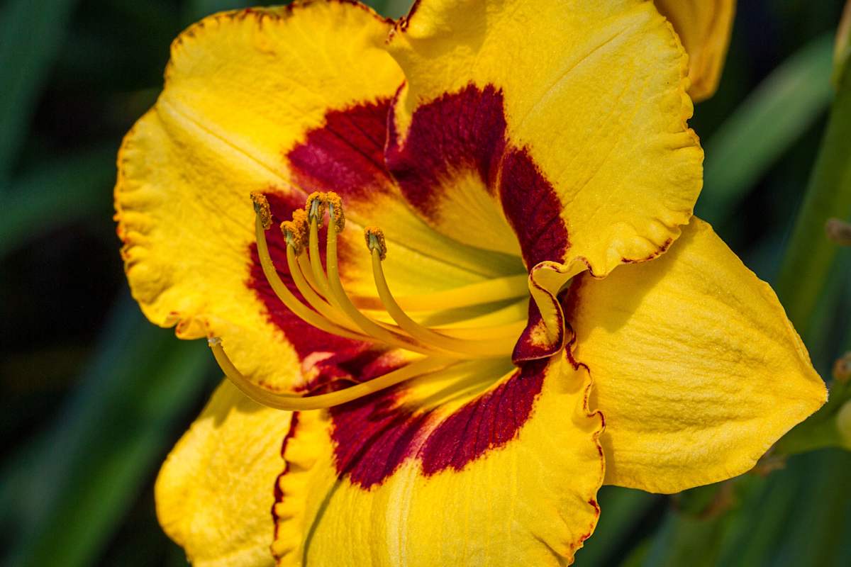 Blackberry Candy daylily by David Whited, Image 1.