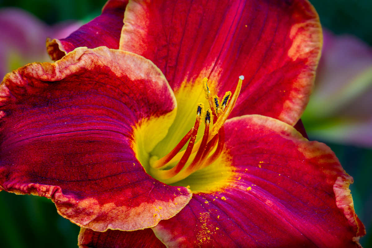 Passion for Red daylily by David Whited, Image 1.