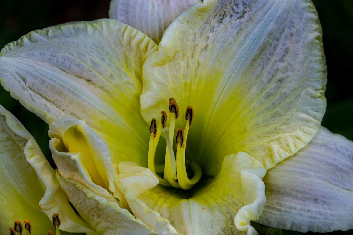 Daylily flower by David Whited  Image: Daylily flower