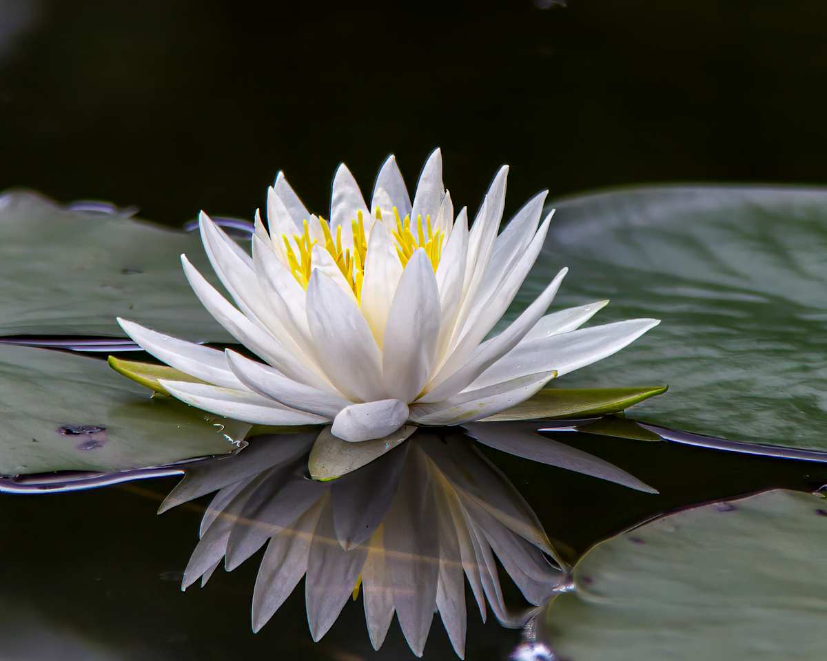 Fragrant water lily flower by David Whited, Image 1.