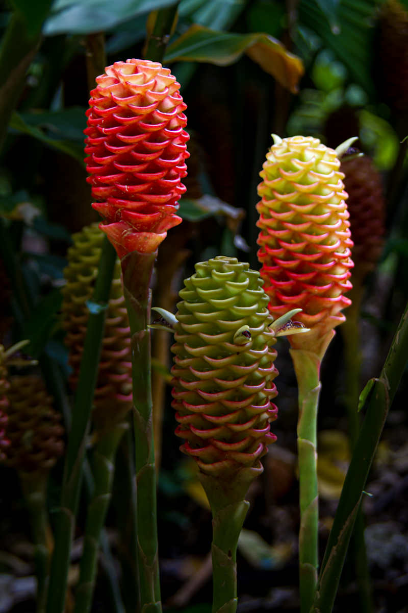 Shampoo Ginger or Beehive Ginger by David Whited  Image: Shampoo Ginger or Beehive Ginger