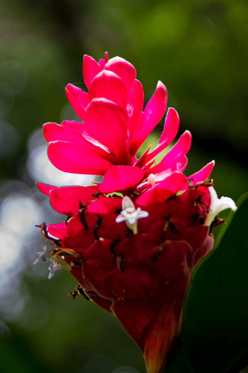 Red Ginger plant by David Whited  Image: Red Ginger plant