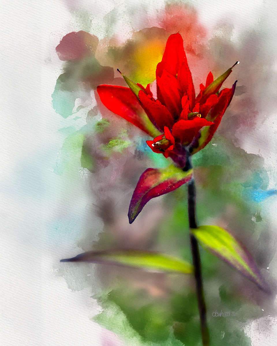 Indian Paintbrush Flower by David Whited, Image 1.