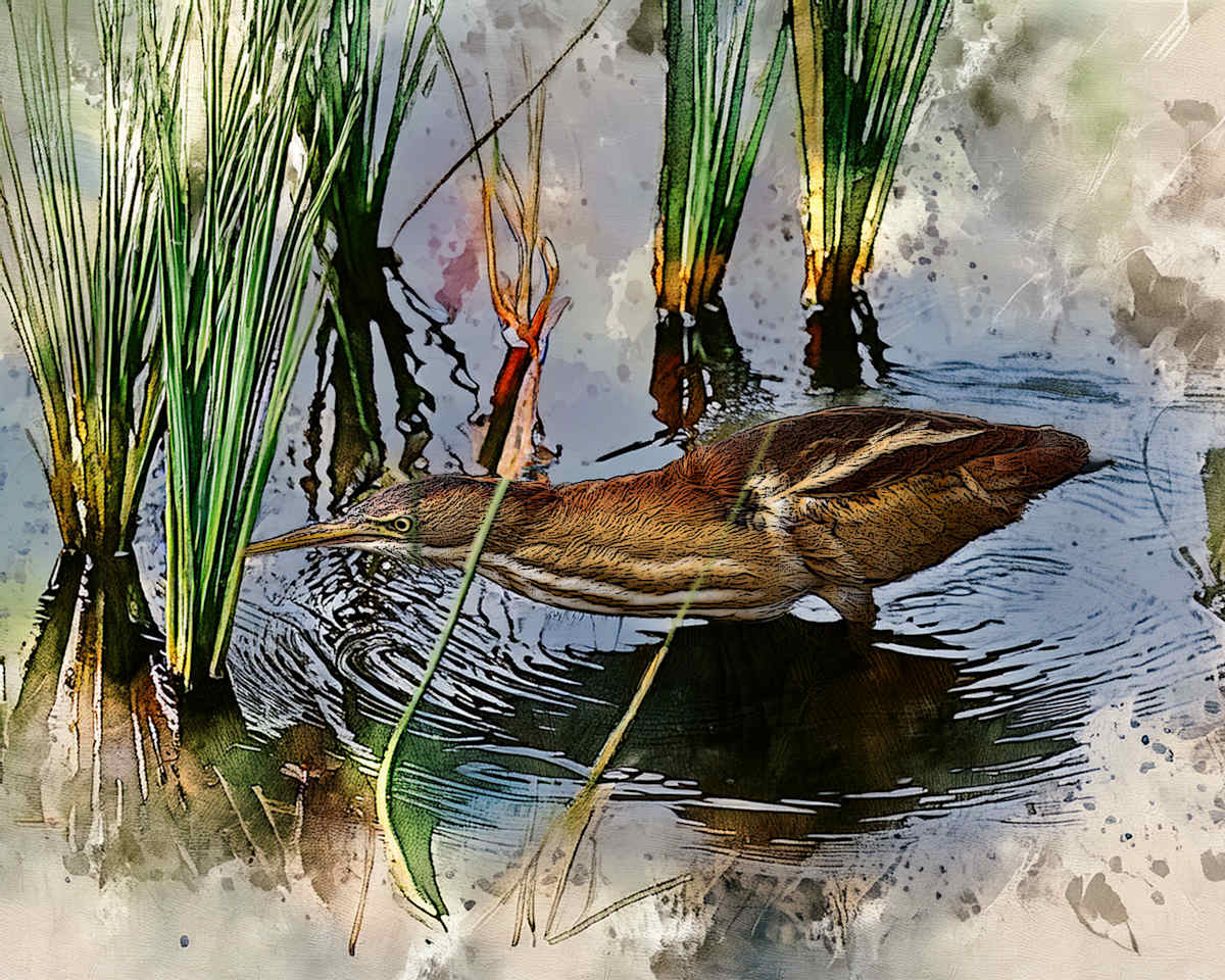 Least Bittern by David Whited, Image 1.