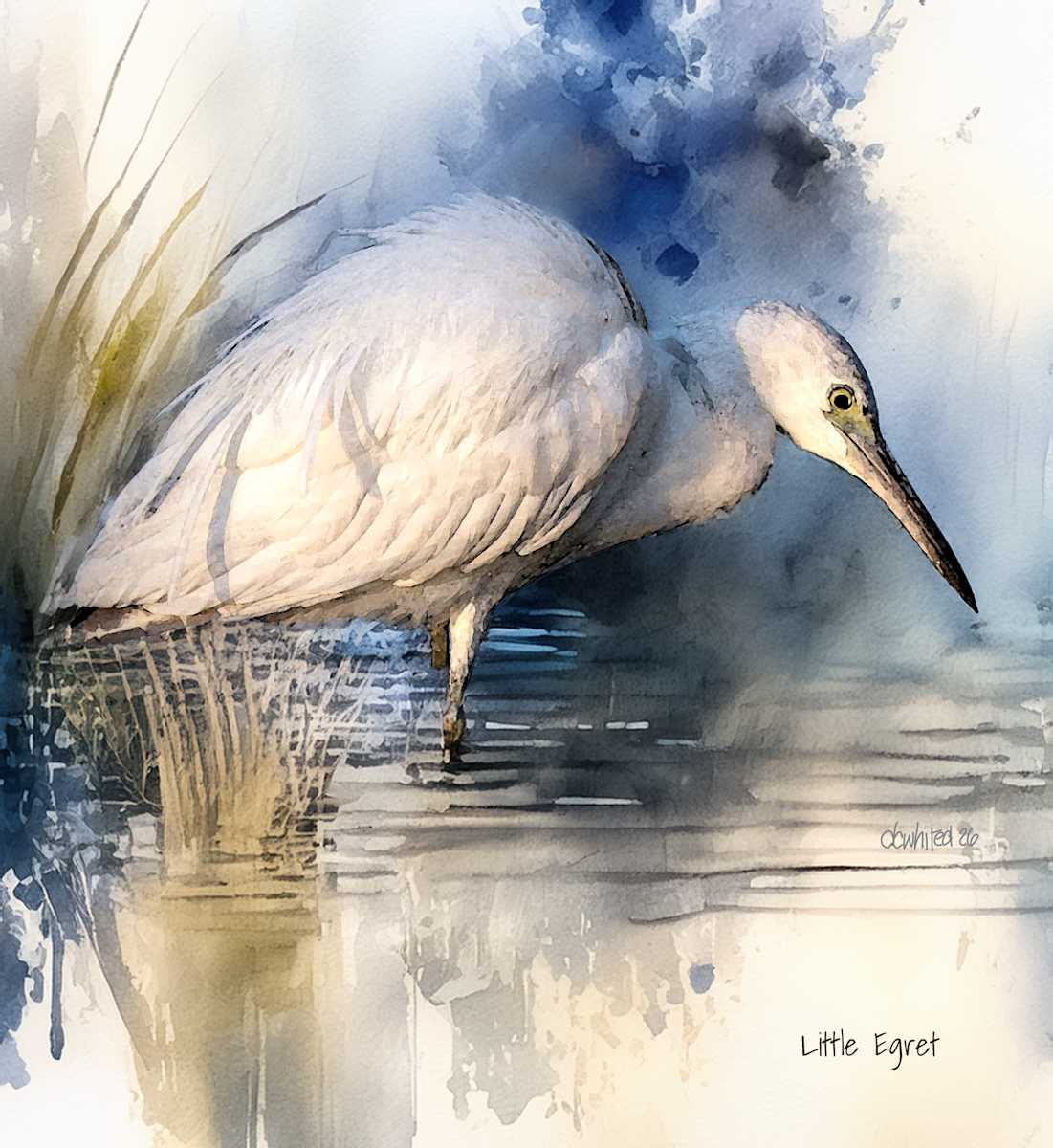 Little Egret by David Whited  Image: Little Egret