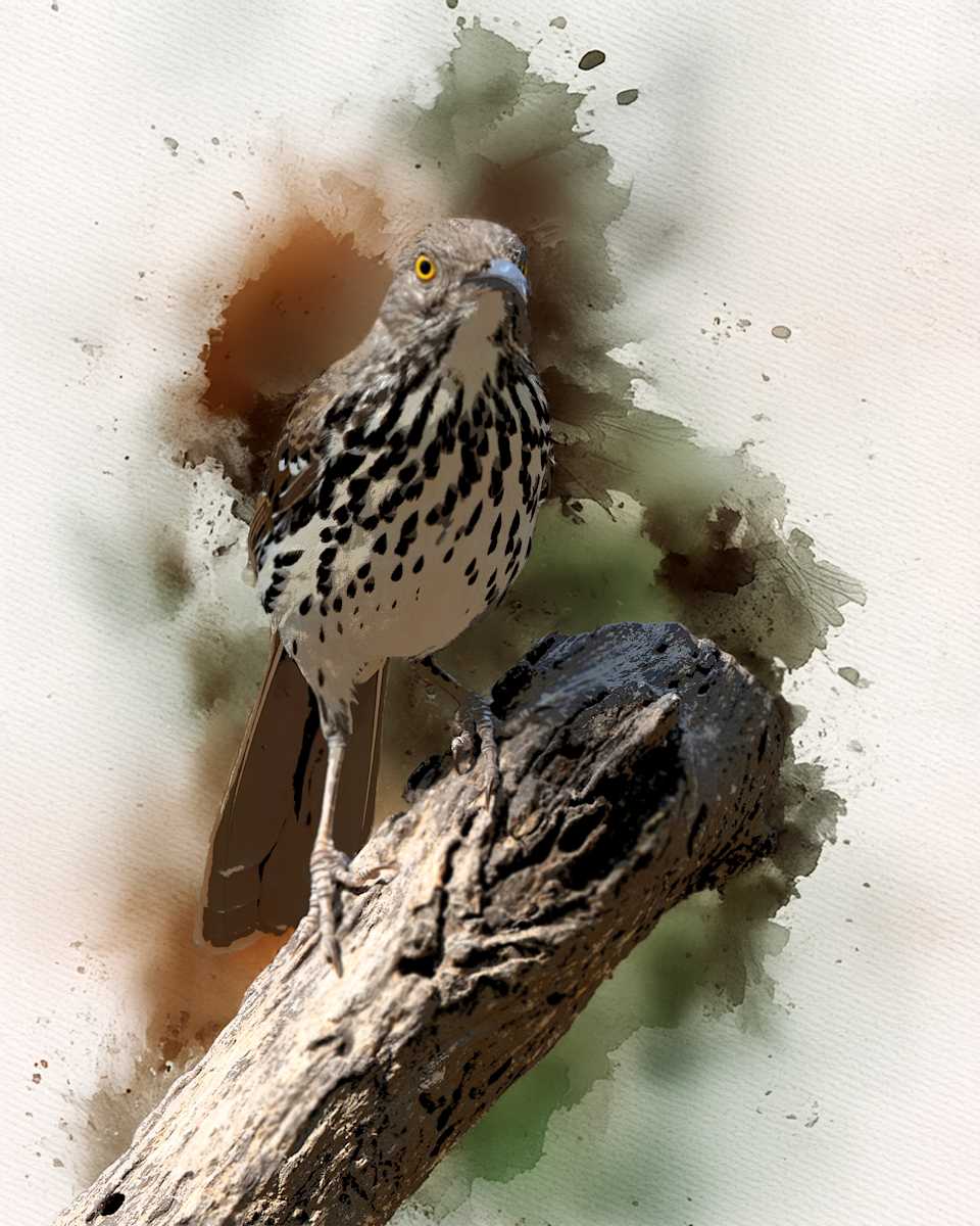 Long-billed Thrasher by David Whited, Image 1.