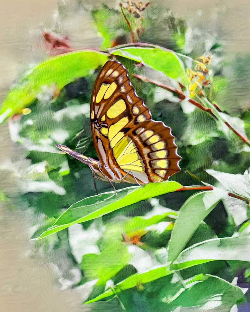 Malachite Butterfly by David Whited, Image 1.