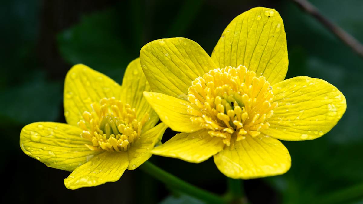 Marsh marigold by David Whited  Image: Marsh marigold