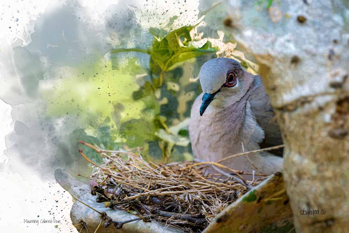 Mourning Collared-Dove by David Whited  Image: Mourning Collared-Dove 