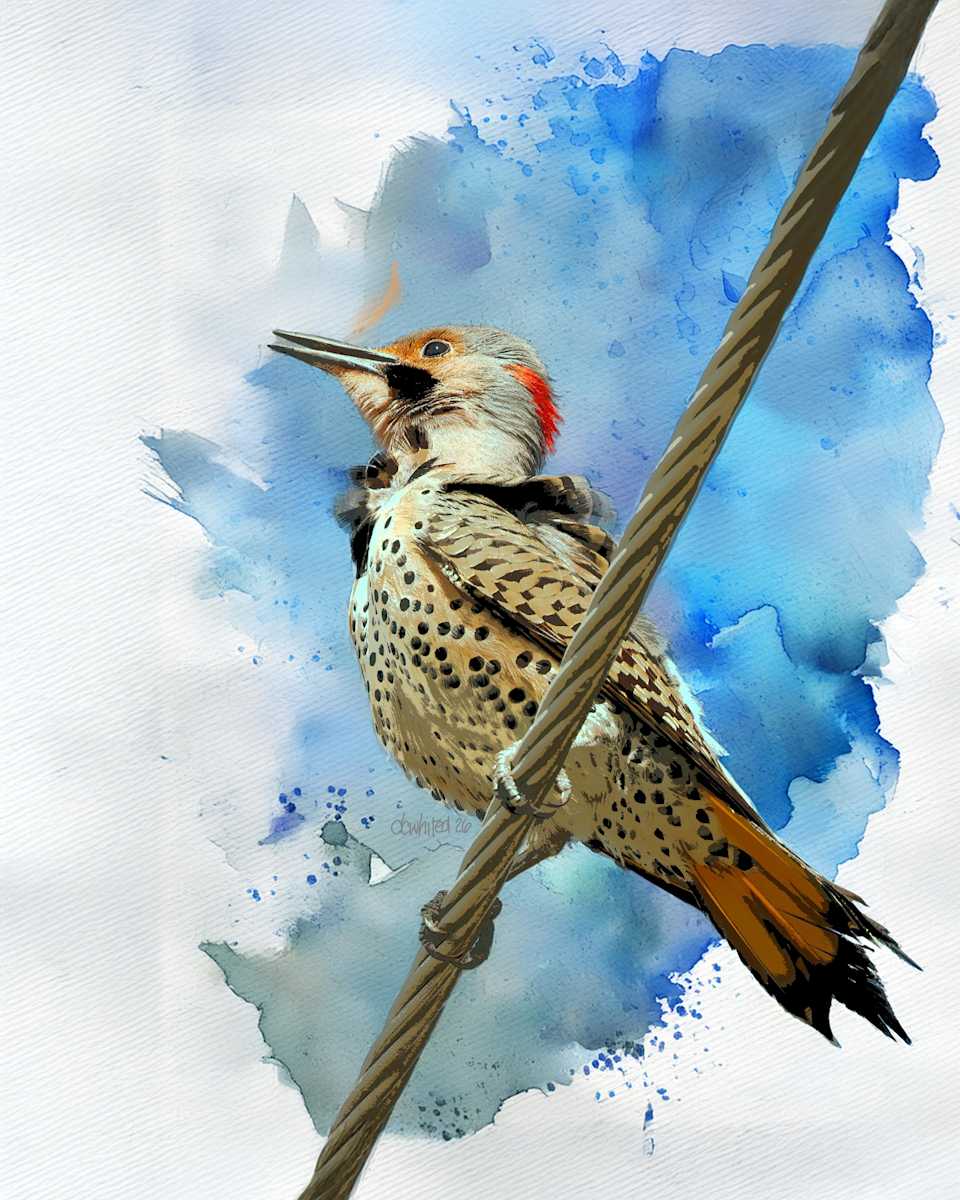 Northern Flicker by David Whited, Image 1.