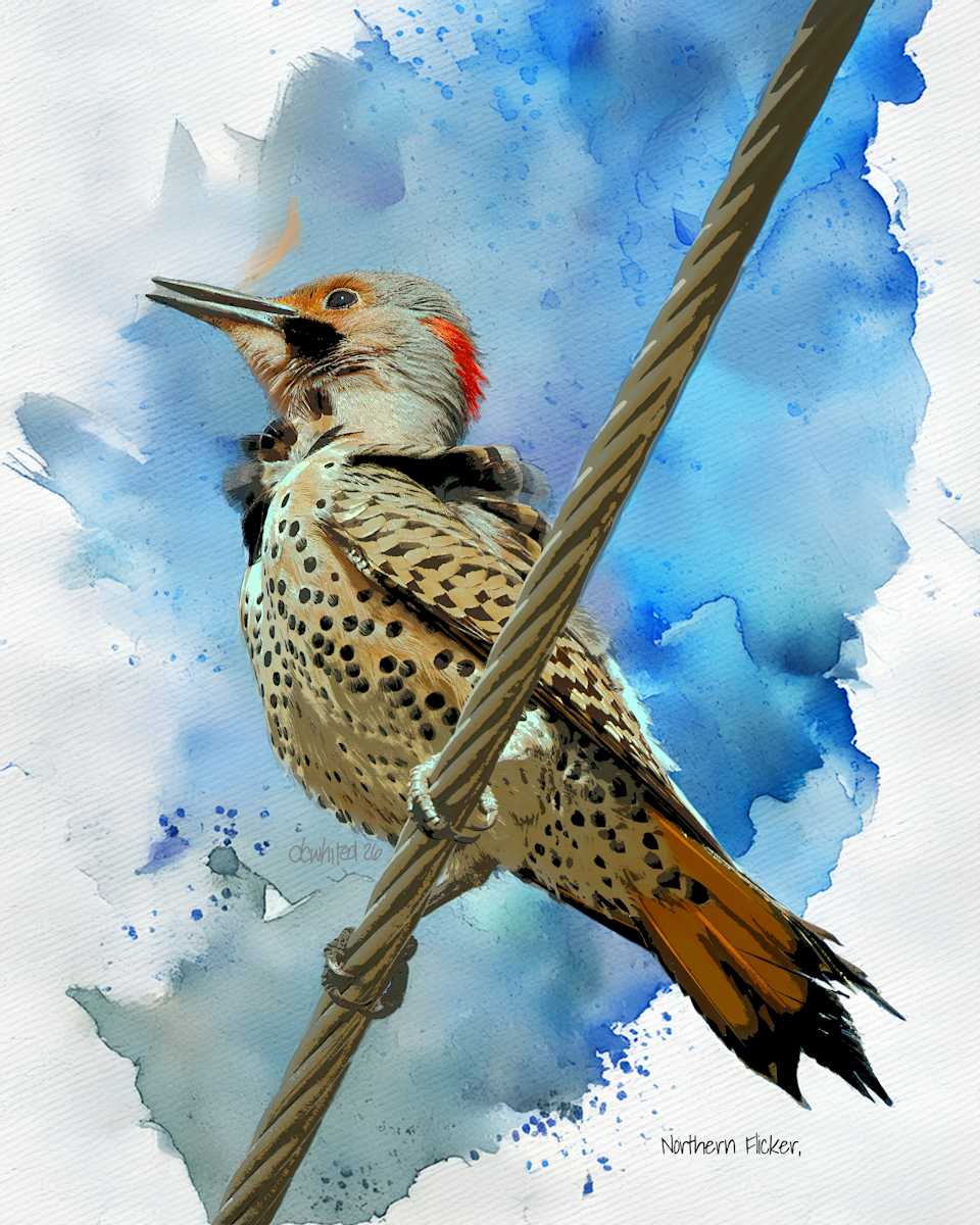 Northern Flicker by David Whited  Image: Northern Flicker,