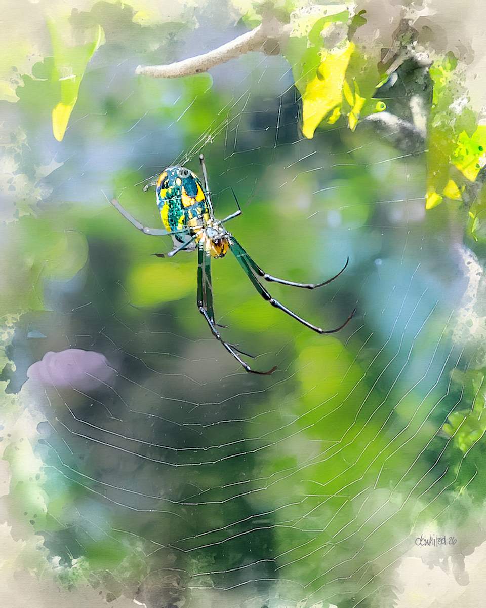 Orchard Orbweaver Spider by David Whited, Image 1.