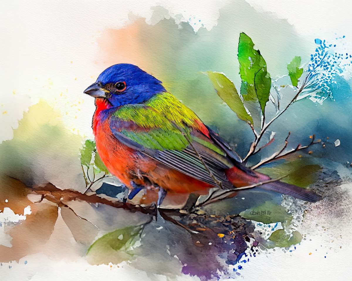 Painted Bunting by David Whited, Image 1.