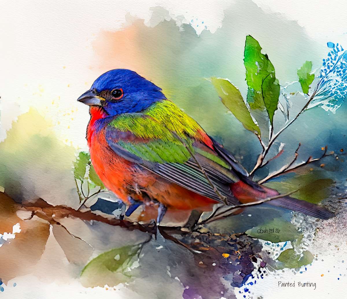 Painted Bunting by David Whited  Image: Painted Bunting