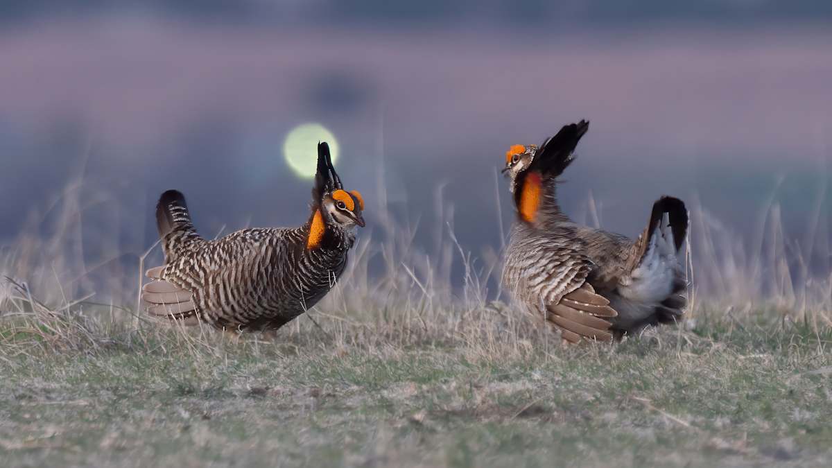 Prairie Chicken Mating Dance by David Whited, Image 1.