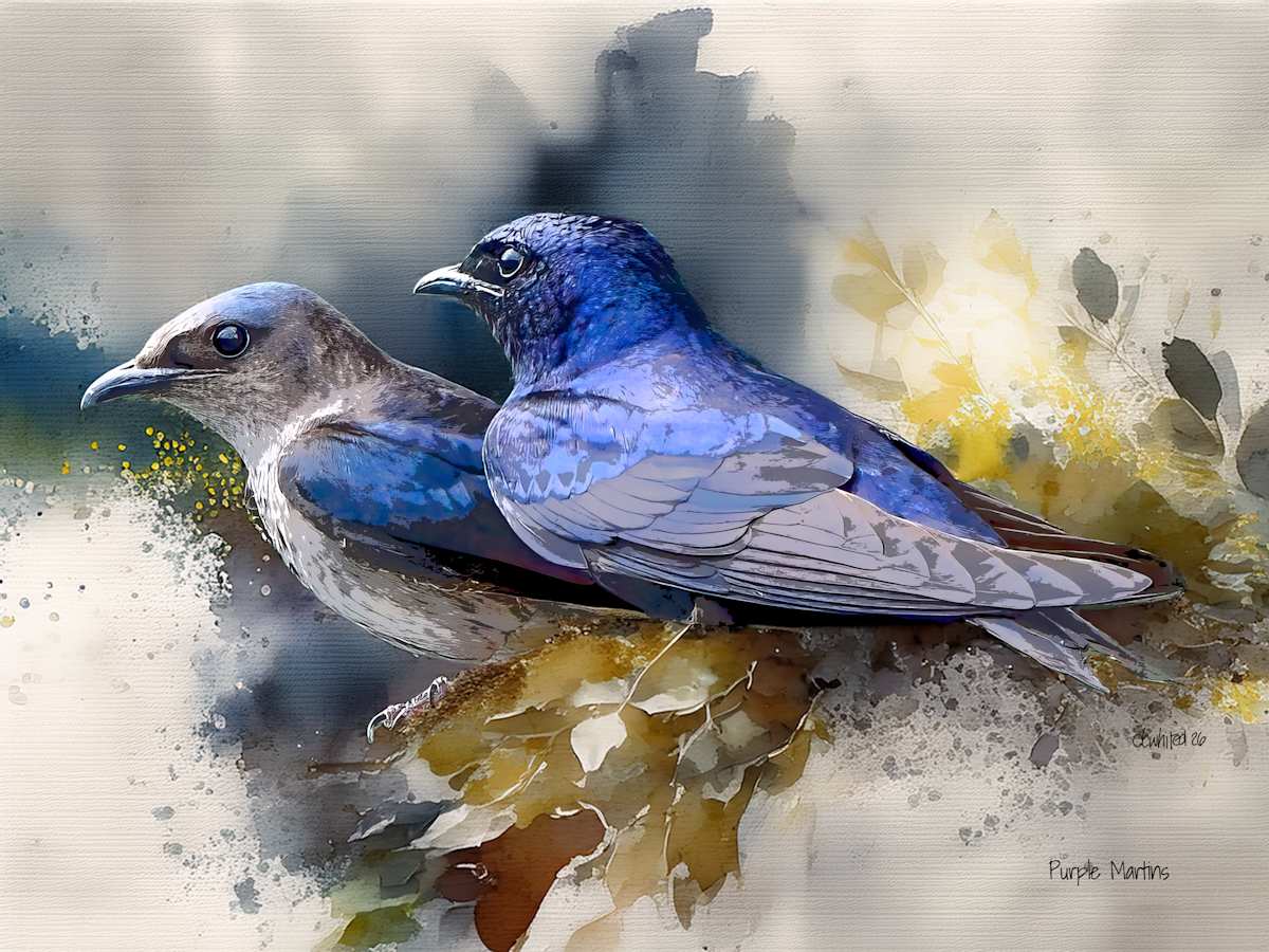 Purple Martins by David Whited  Image: Purple Martins