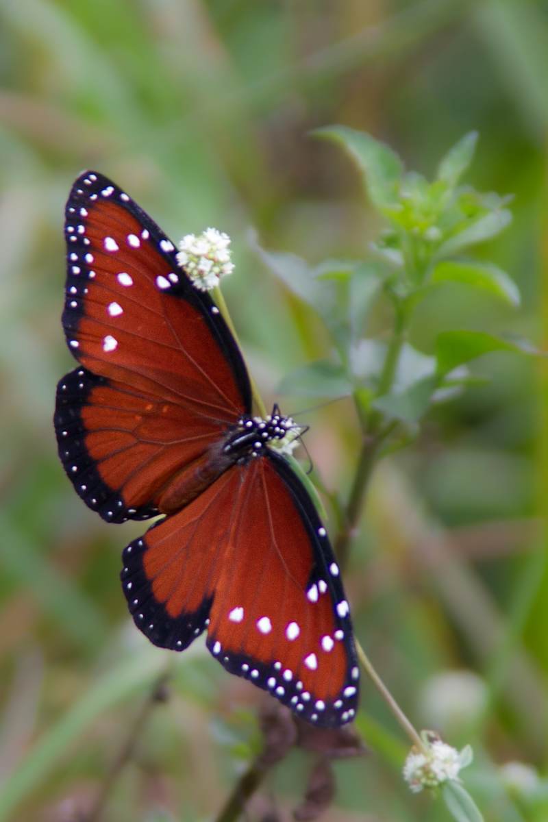 Queen butterfly by David Whited, Image 1.