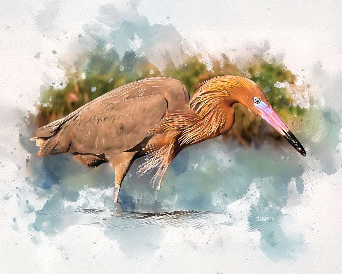Reddish Egret by David Whited, Image 1.