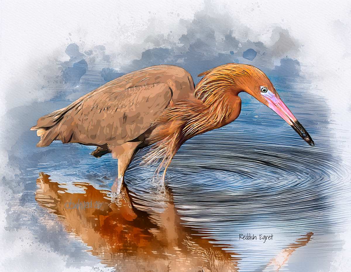 Reddish Egret by David Whited  Image: Reddish Egret 
