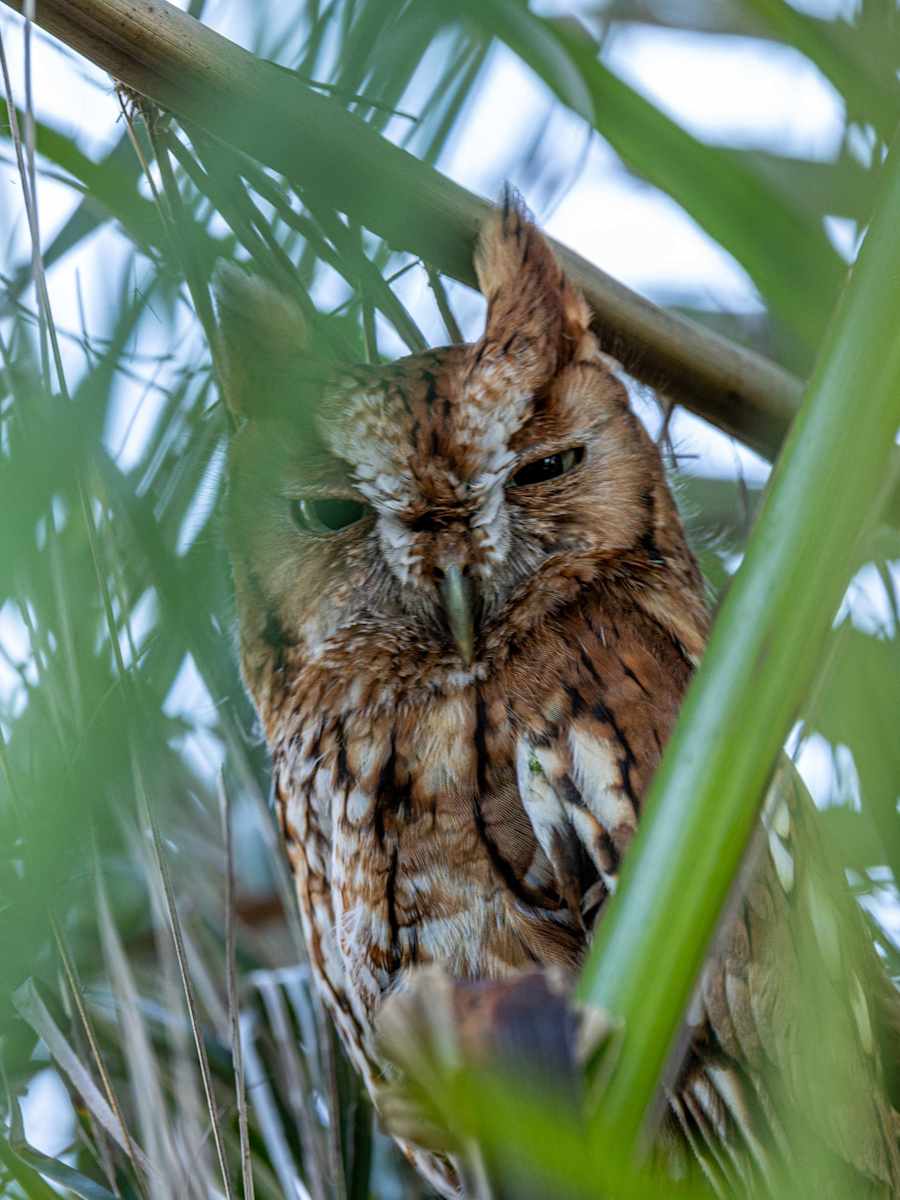 Eastern Screech-Owl by David Whited, Image 1.