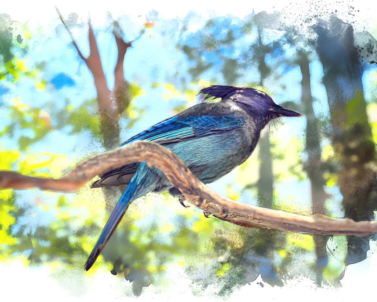 Steller's Jay by David Whited, Image 1.