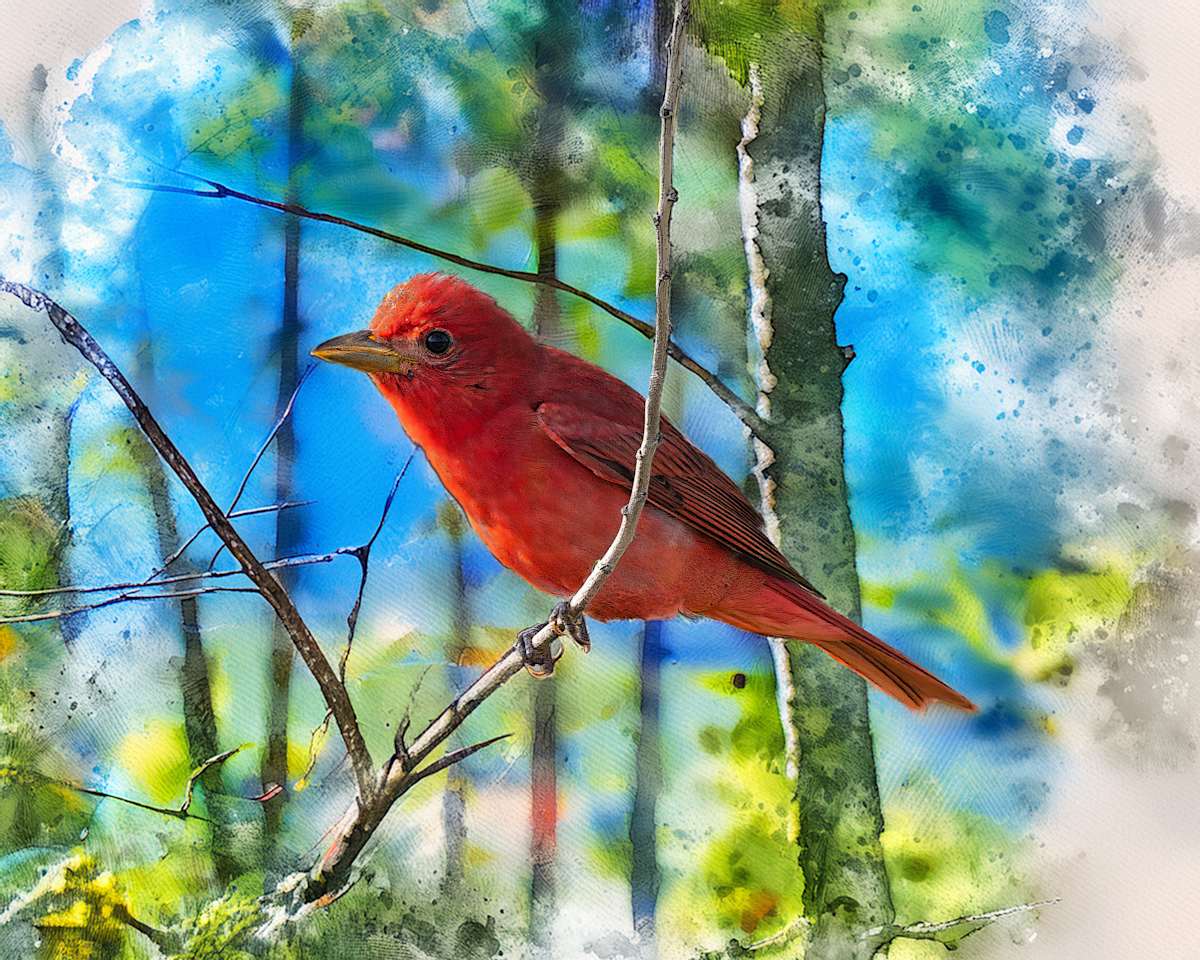 Summer Tanager by David Whited, Image 1.