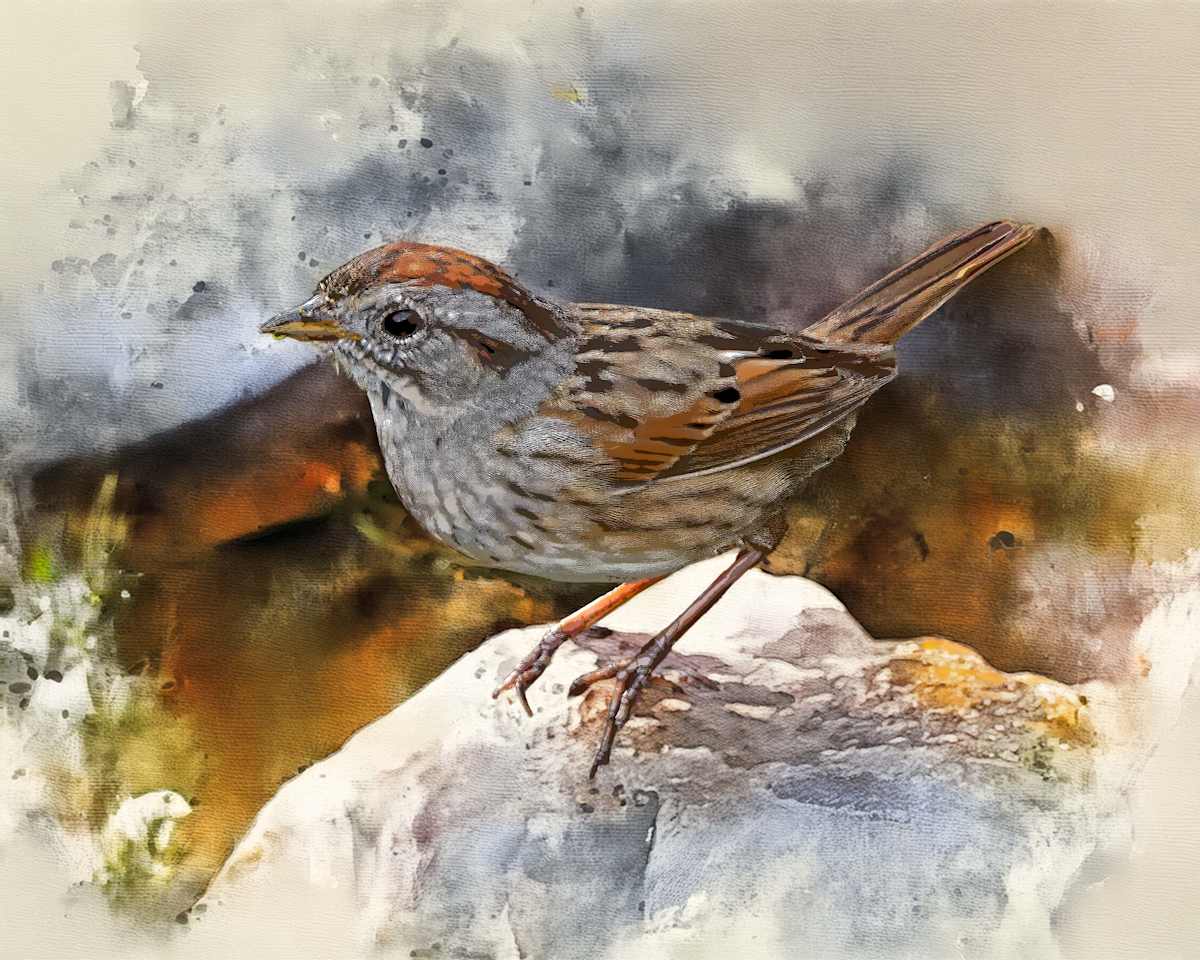 Swamp Sparrow by David Whited, Image 1.